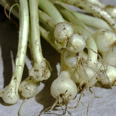 ノビル（野蒜）とは？毒がある？美味しい食べ方や似ている植物も紹介