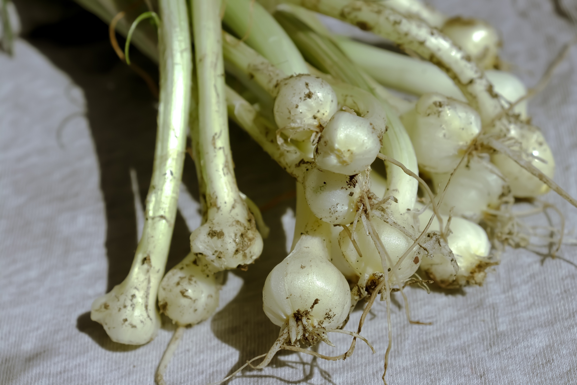 ノビル（野蒜）とは？毒がある？美味しい食べ方や似ている植物も紹介