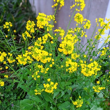 身近な野草の美味しい食べ方5選！野草の見分け方や下処理方法も解説！