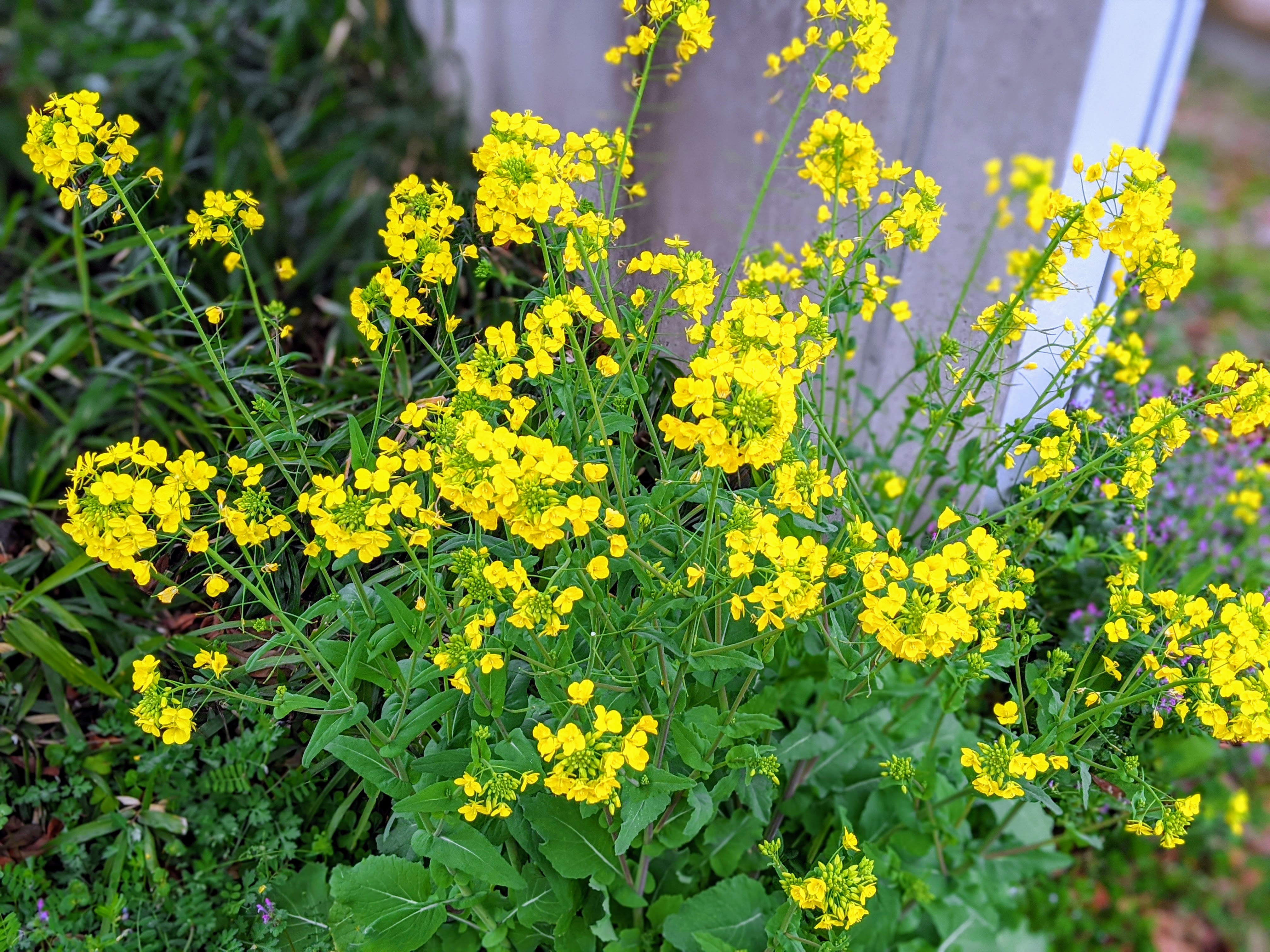身近な野草の美味しい食べ方5選!野草の見分け方や下処理方法も解説!