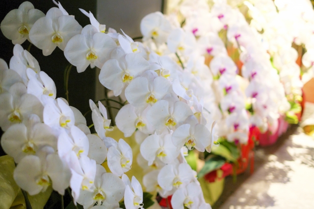 胡蝶蘭は白だけじゃない!花の色の種類とおすすめギフトシーンを紹介
