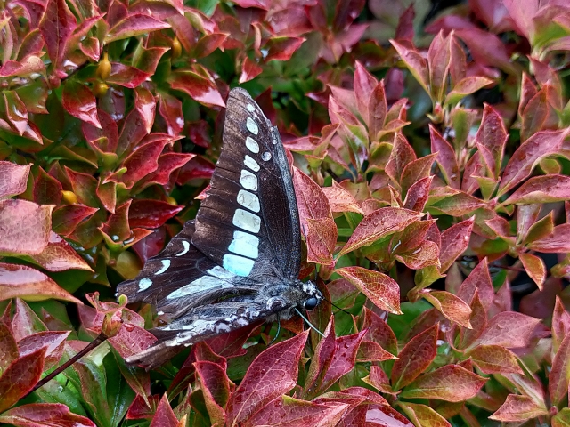 バタフライガーデンとは?蝶を呼ぶおすすめの植物を詳しく紹介