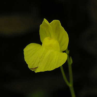 タヌキモとは？藻なのに食虫植物なの？花も咲く？特徴を詳しく紹介