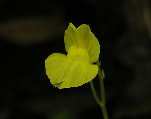 タヌキモとは?藻なのに食虫植物なの?花も咲く?特徴を詳しく紹介