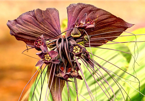 ブラックキャットとは ?花の特徴や上手に花を咲かせるコツを紹介