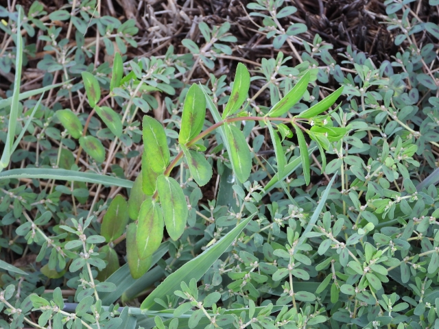 ニシキソウ(錦草)とは?雑草?特徴や種類について詳しく解説