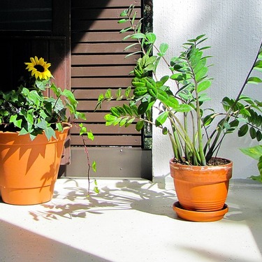 ザミオクルカスの育て方！植え替えのコツや上手な増やし方を紹介！