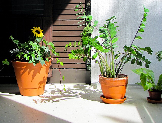ザミオクルカスの育て方!植え替えのコツや上手な増やし方を紹介!