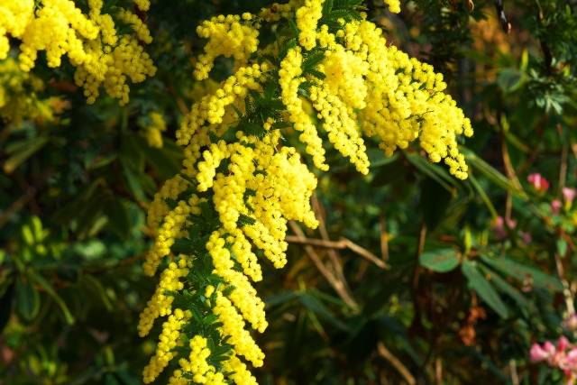 フサアカシアとは?常緑樹としての特徴・花言葉や管理方法を紹介!