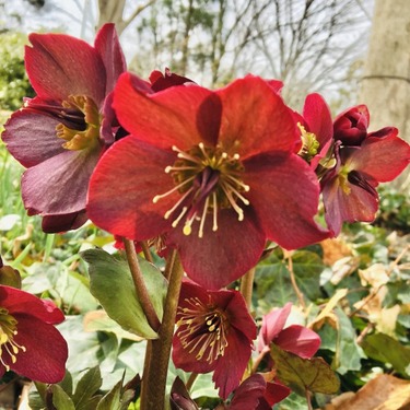 冬の花の定番ランキング！寒い季節に合う人気・有名な草花を紹介！