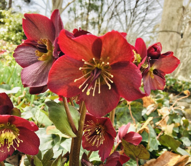 冬の花の定番ランキング！寒い季節に合う人気・有名な草花を紹介！