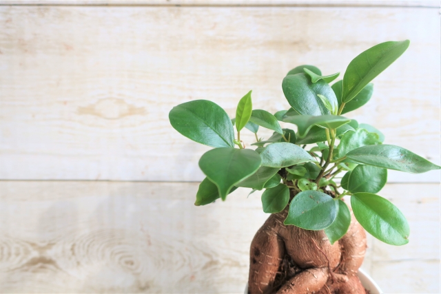 ガジュマルの水耕栽培のすすめ!根腐れさせない栽培のコツは?