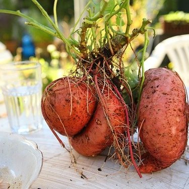 さつまいもはプランター栽培できる？植え付け深度や肥料のやり方