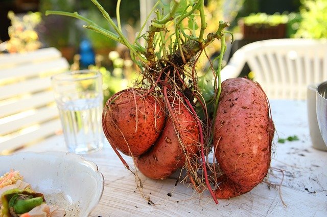 さつまいもはプランター栽培できる?植え付け深度や肥料のやり方
