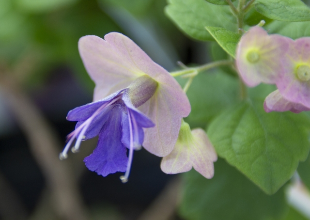 チャイニーズハットとは?花言葉や冬越しなど育て方のコツを紹介!