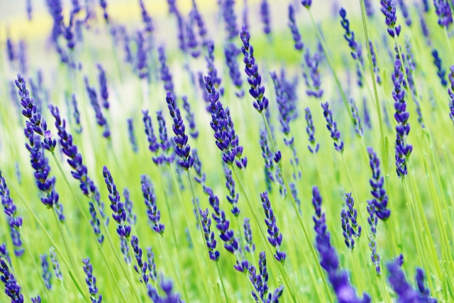 ラベンダー(グロッソ)の育て方!開花時期や切り戻しのタイミングは?