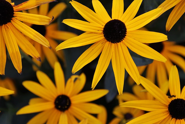 ルドベキア・フルギダの特徴・育て方!増やし方も詳しく解説!