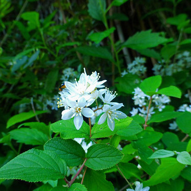 ウツギの種類まとめ！それぞれの特徴や開花時期をご紹介！