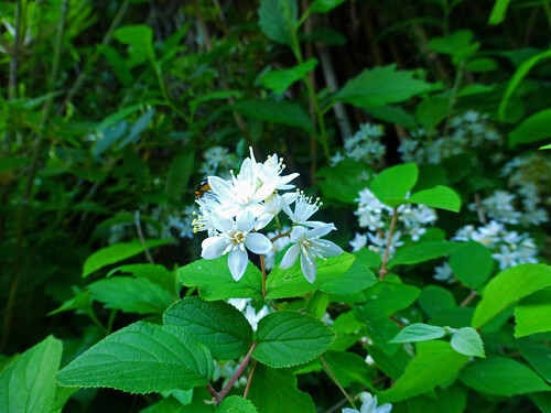 ウツギの種類まとめ!それぞれの特徴や開花時期をご紹介!