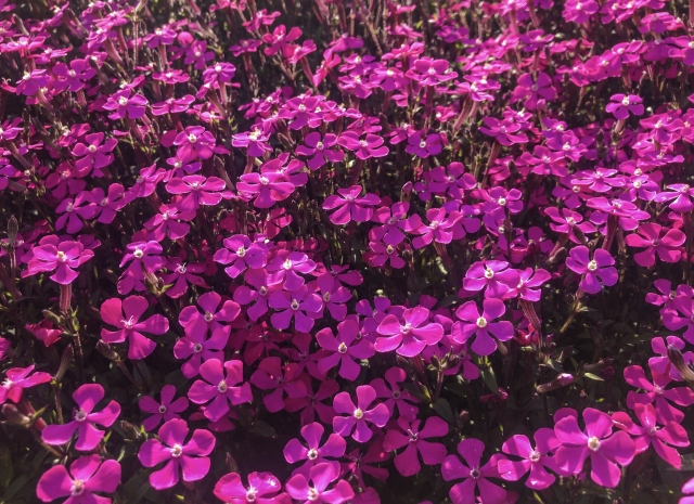 ツルコザクラの特徴・育て方!上手な増やし方も詳しく解説!