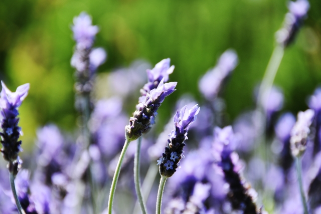 ラベンダー(デンタータ)の特長と育て方！剪定時期・やり方も解説