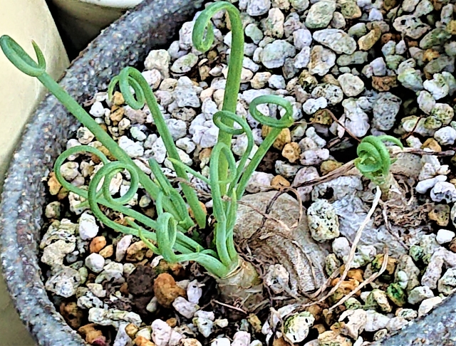 アルブカとは?くるくるした葉っぱの特徴や上手な育て方を解説!