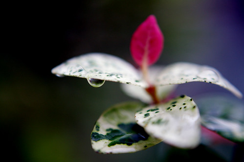 ハツユキカズラ毒性はある？グランドカバーで失敗しないポイント