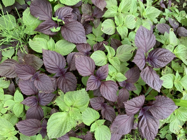 赤シソと青シソは同じ場所に植えてはいけない？その理由を解説！