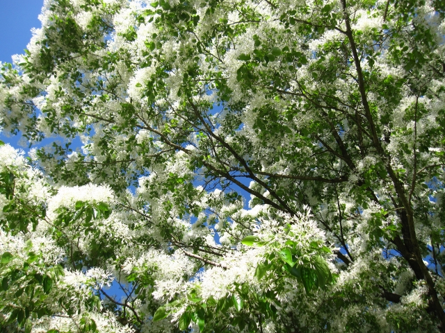 なんじゃもんじゃの木とは？名前の由来や花の特徴を解説！