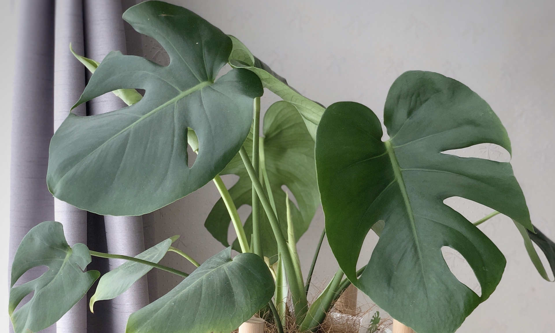 モンステラがひょろひょろしたときの対処法!原因や復活方法を解説!