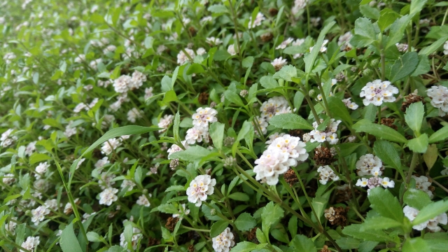 ヒメイワダレソウのデメリットは?管理のコツやメリットも解説!