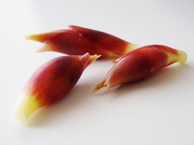 ミョウガを植えてはいけない?生え方・増え方と管理方法を学ぼう