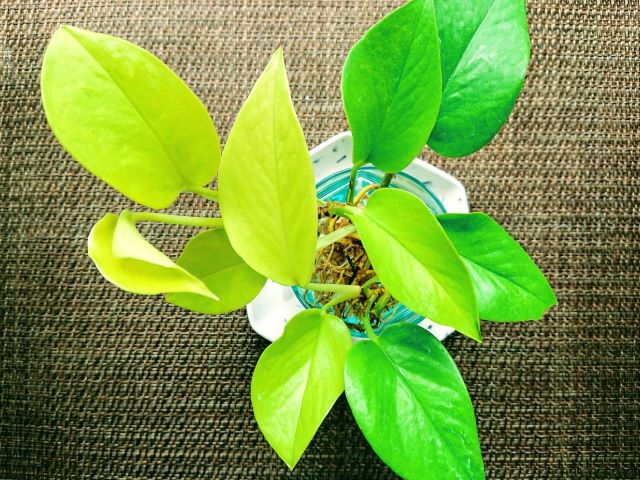 ポトスはずっと水差しのままでも育つ？水換えの頻度・管理のコツ