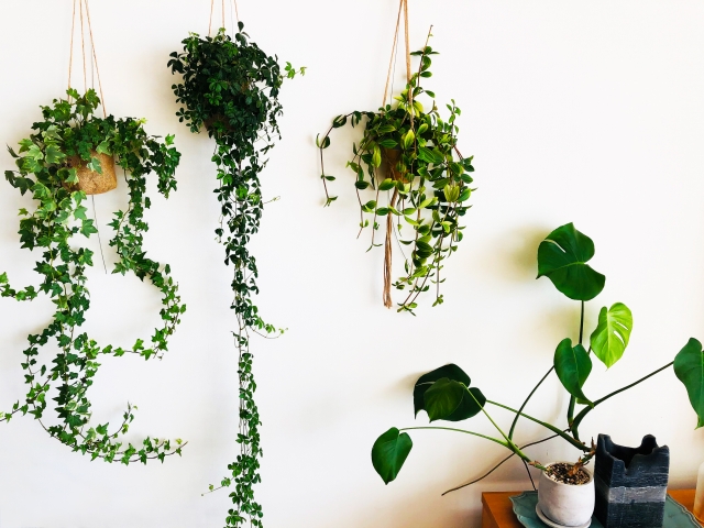 吊るす観葉植物アイデア7選!おすすめの種類や上手な飾り方!