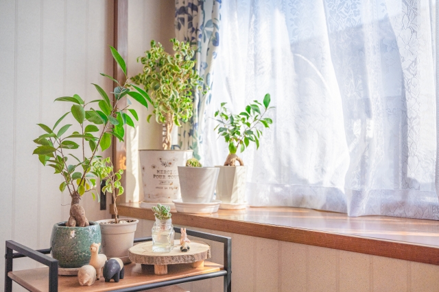 【2022年最新】ダイソー300円で買える観葉植物の種類は?