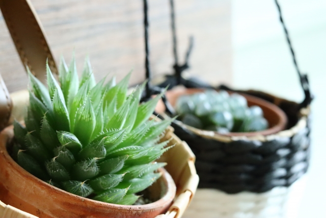 植木鉢はどこで買うべき？取り扱いが多いオススメのお店14選！