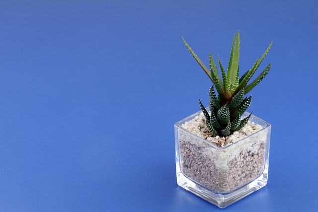 ハイドロカルチャーにデメリットはある?向いている植物は?