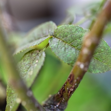 観葉植物の土に白い粒が！この正体は何？白絹病の原因と対策！