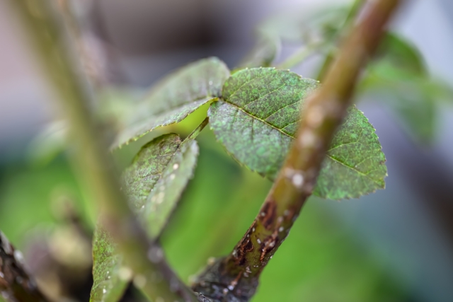 観葉植物の土に白い粒が！この正体は何？白絹病の原因と対策！