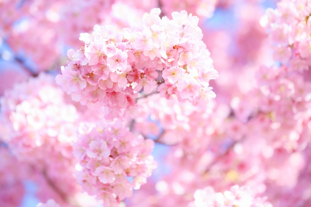 【地域別】河津桜の名所一覧!おすすめな時期や穴場もご紹介!