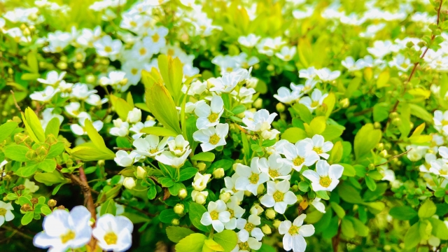 バコパ(ステラ)の育て方!地植えでの栽培管理や寄せ植えのコツ!