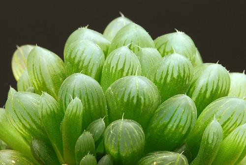 【図鑑】多肉植物ハオルチアを一挙紹介!海外に珍しい色の品種が多い?