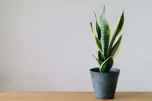 サンスベリアは水挿しで育てられる？成長経過やコツを画像で紹介！