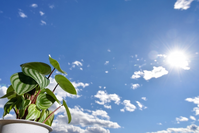 スイカペペとは?スイカ柄が特徴的な植物の育て方を解説!増やし方は?