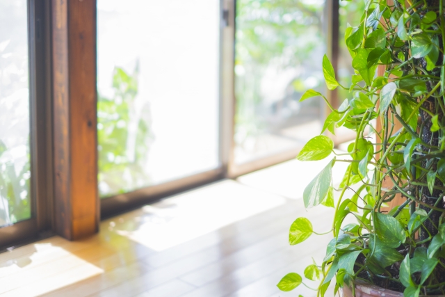 ポトスタワーの自作方法!支柱への這わせ方・仕立て方や継ぎ足し方!