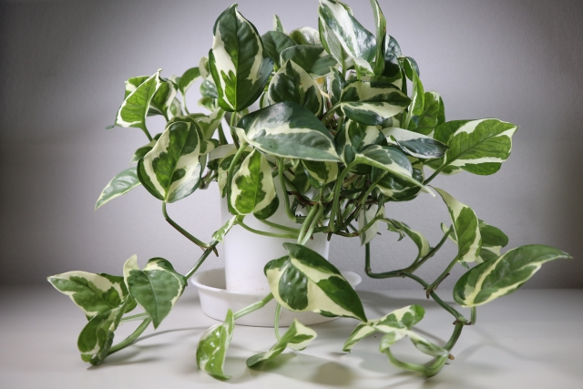 ポトスをこんもりさせたい！伸びすぎてしまった場合の対処法は？のイメージ