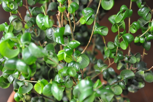 ベンジャミンがスカスカになってしまう原因とは？復活方法はある？