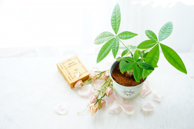 パキラの葉焼けの症状とは？葉やけしたらどうなる？復活方法は？