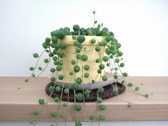 グリーンネックレスの増やし方!おすすめの時期・やり方を解説!