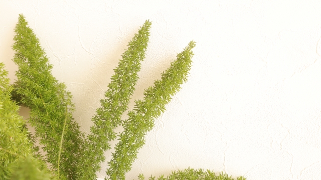 アスパラガス(観葉植物)育て方!剪定方法や増やし方を徹底解説!